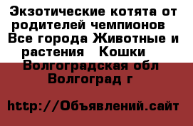  Экзотические котята от родителей чемпионов - Все города Животные и растения » Кошки   . Волгоградская обл.,Волгоград г.